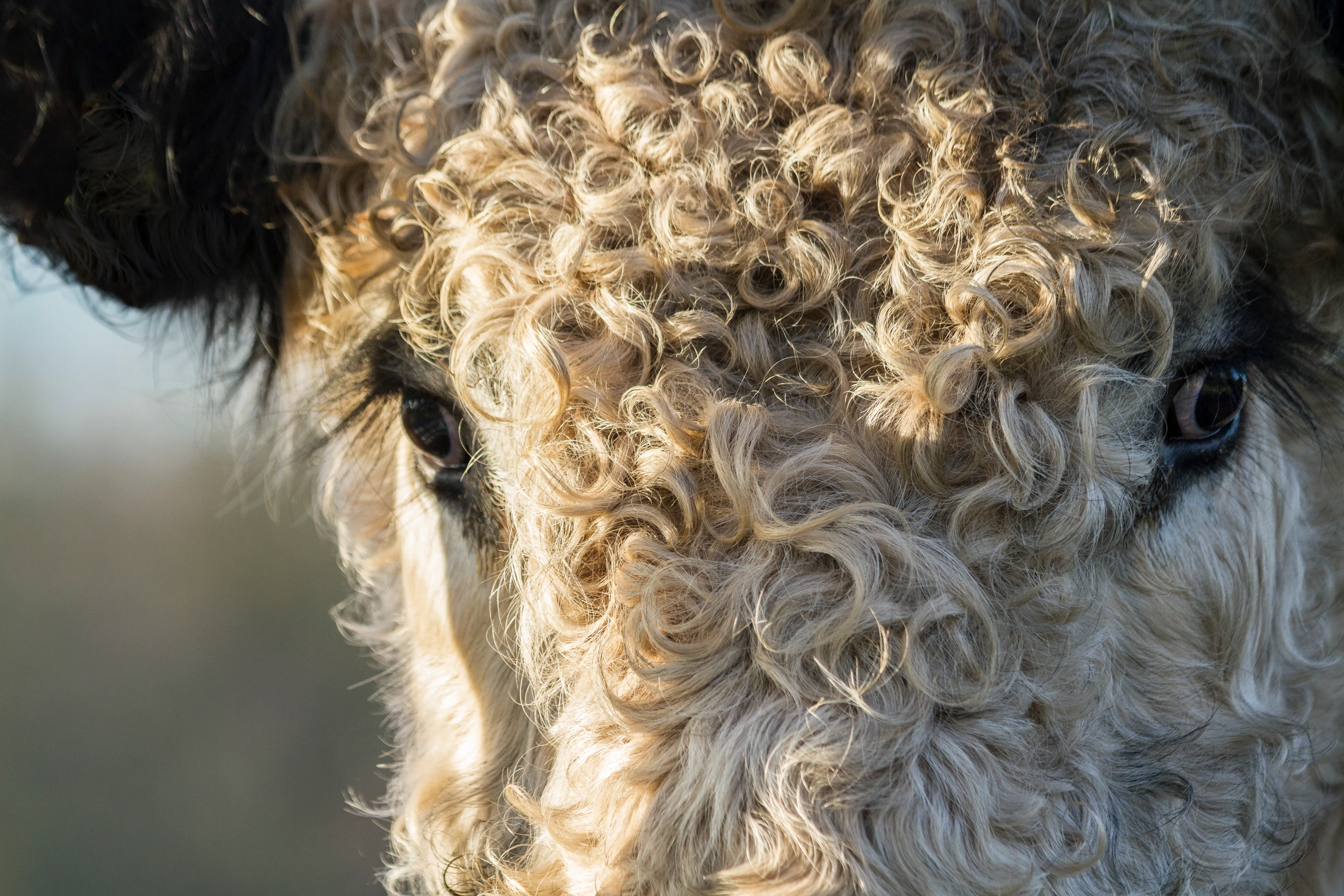 Natuurfotografie